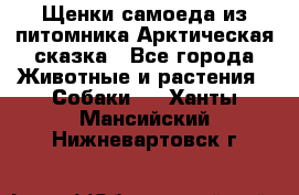 Щенки самоеда из питомника Арктическая сказка - Все города Животные и растения » Собаки   . Ханты-Мансийский,Нижневартовск г.